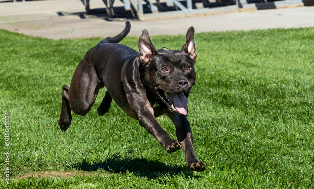 A pitbull on the run somewhere in California A pitbull on the run somewhere in California