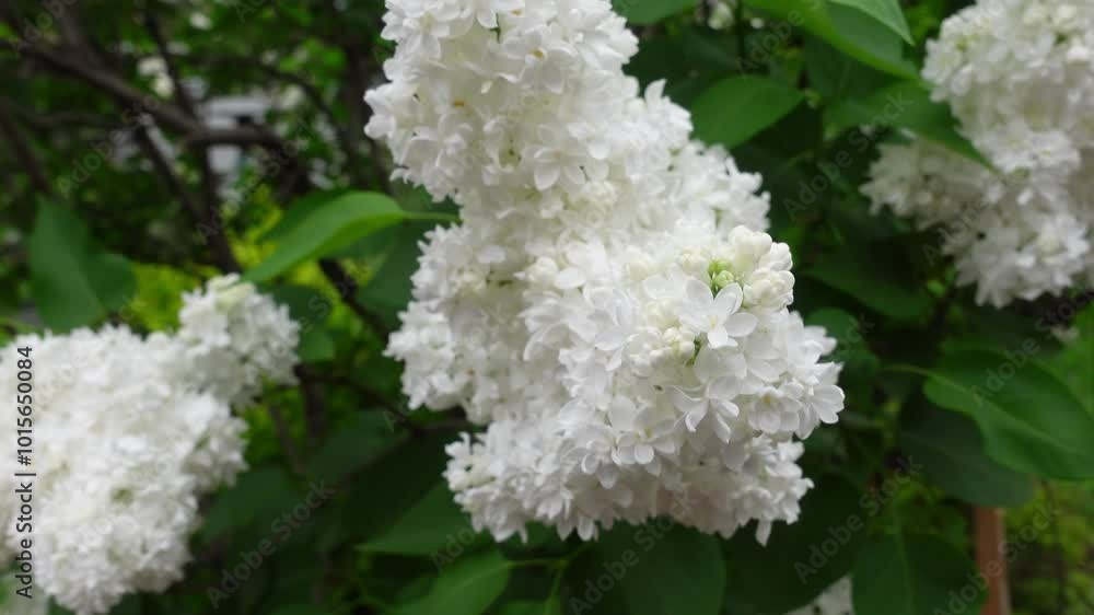 Reveal of a beautiful luscious white lilac tree, pull out Reveal of a beautiful luscious white lilac tree, pull out