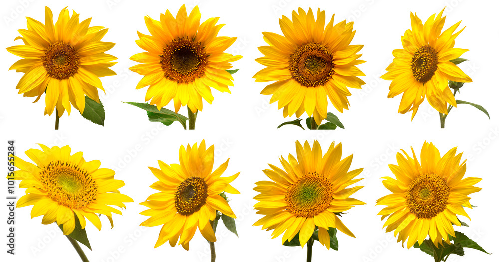 Sunflowers head collection isolated on white background. Sun symbol. Flowers yellow, agriculture. Seeds and oil. Flat lay, top view Sunflowers head collection isolated on white background. Sun symbol. Flowers yellow, agriculture. Seeds and oil. Flat lay, top view