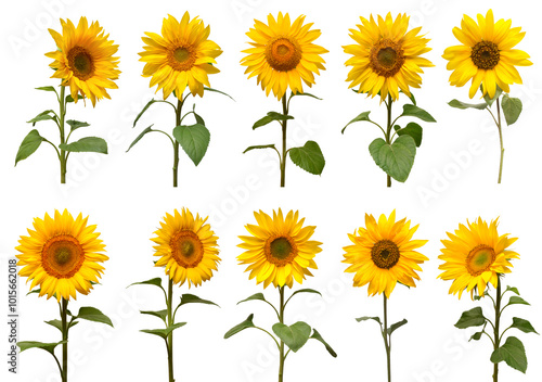 Sunflowers collection isolated on white background. Sun symbol. Flowers yellow, agriculture. Seeds and oil. Flat lay, top view