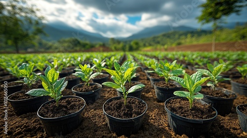 An image of afforestation shows a variety of trees being planted in degraded land, a proactive approach to preserving the environment.
