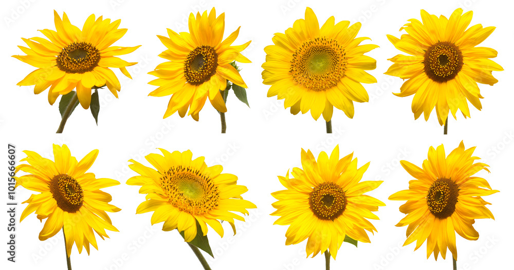 Sunflowers head collection isolated on white background. Sun symbol. Flowers yellow, agriculture. Seeds and oil. Flat lay, top view Sunflowers head collection isolated on white background. Sun symbol. Flowers yellow, agriculture. Seeds and oil. Flat lay, top view