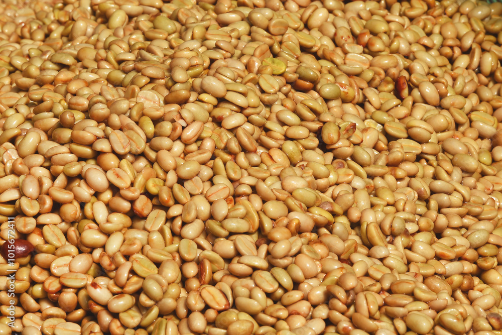 Coffee beans,In the ferment and wash method of wet processing Coffee beans,In the ferment and wash method of wet processing