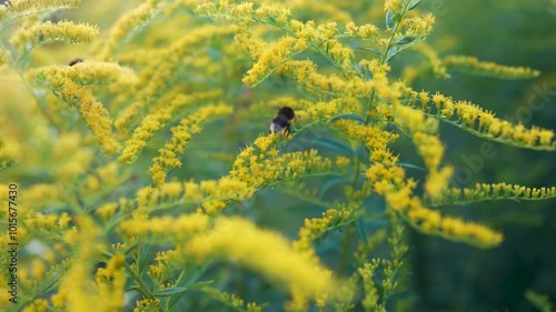 Swarm of bumblebees pollinating blooming Solidago canadensis bush with small yellow flowers in nature. Pollen season allergy, role of pollinators, ecosystem, biodiversity in natural habitats