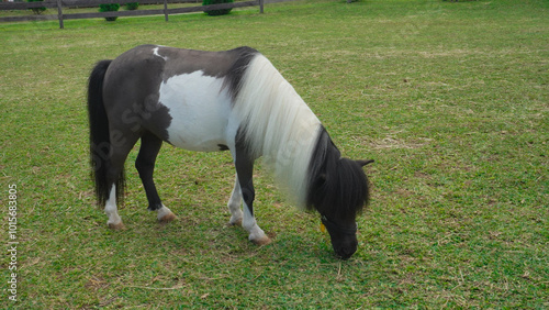 A black and white pony was standing on the green field and eating the grass.