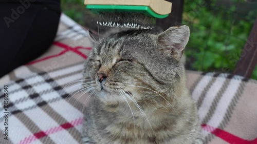 woman focuses on grooming her furry friend, removing the cat's undercoat while seated on a backyard bench.