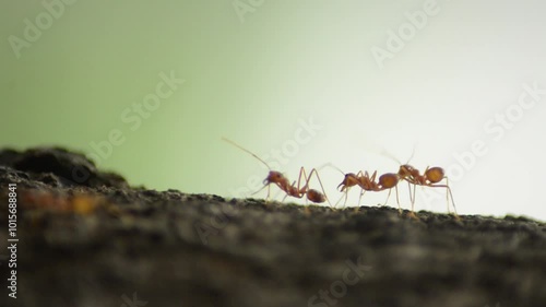 Red ants colony on the tree