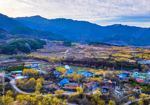 Gurye Sansuyu Village, Shandong, Gurye-gun, Jeollanam-do, Korea - March 23, 2019: Aerial view of mountain village bloomed with yellow cornlian cherry in early spring. photo