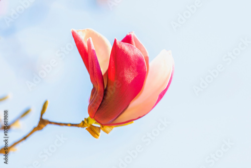 Magnolia liliflora at Children's Grand Park near Gwangjin-gu, Seoul, Korea photo