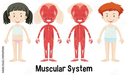 Children's Muscular System Illustration