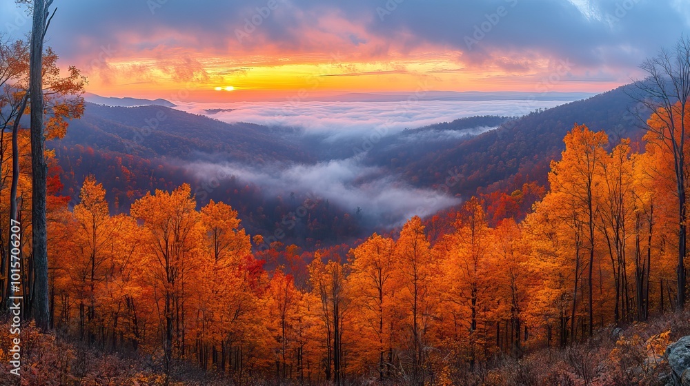 A stunning morning panorama reveals the forest cloaked in autumnal fog, with vibrant colors and the soft light of sunrise illuminating the hills. A stunning morning panorama reveals the forest cloaked in autumnal fog, with vibrant colors and the soft light of sunrise illuminating the hills.