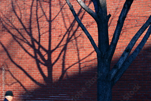 Marronnier Park, Jongno-gu, Seoul, Korea - January 3, 2020: An old man is passing by the red bricks wall with tree shadows at Arko Arts Theater.
 photo