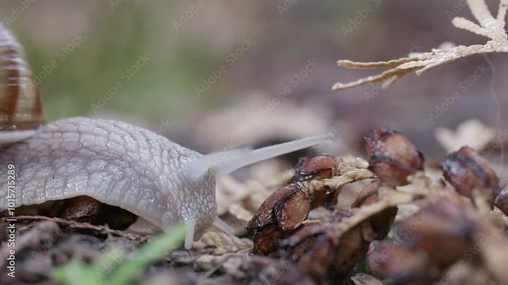 Snail Crawling Through Forest Debris. Snail Crawling Through Forest Debris.