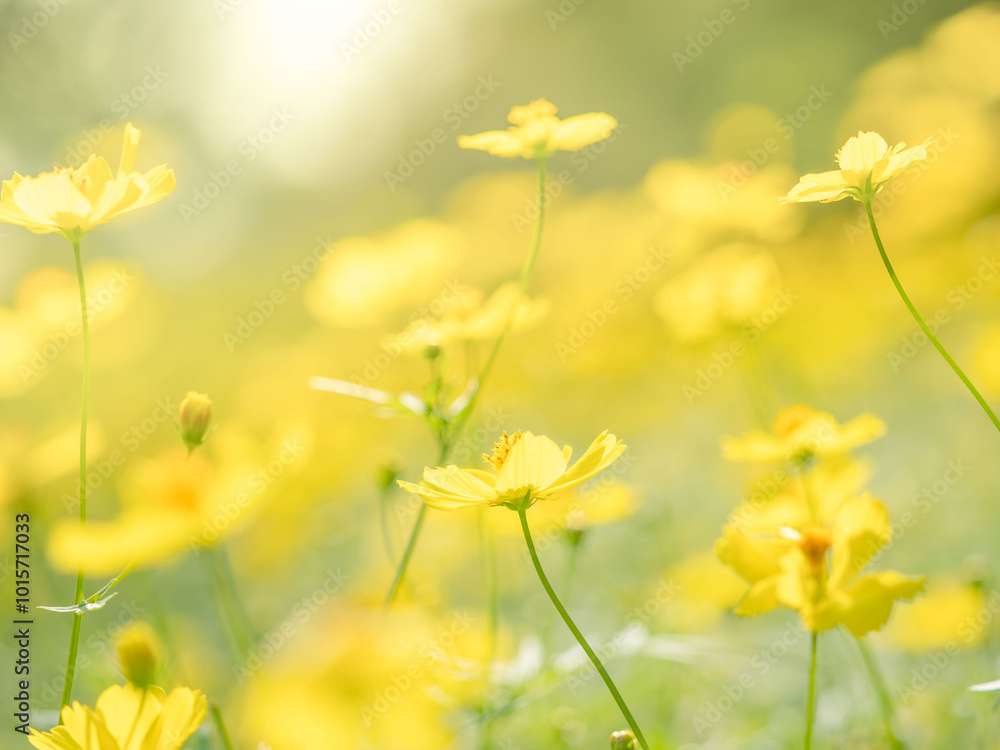 Fototapeta premium 秋の公園や花壇を彩るコスモス（キバナコスモス）のある風景。背景。自然風景素材。