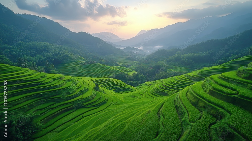 Obraz premium A panoramic view of lush rice terraces highlights the harmonious balance between nature and agriculture, showcasing the sustainable beauty of this landscape.