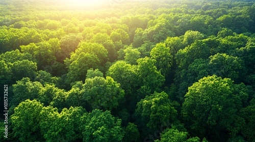 Aerial View of Lush Forest with Sunlit Canopy