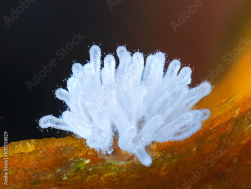 Coral slime mold - Ceratiomyxa fruticulosa photo