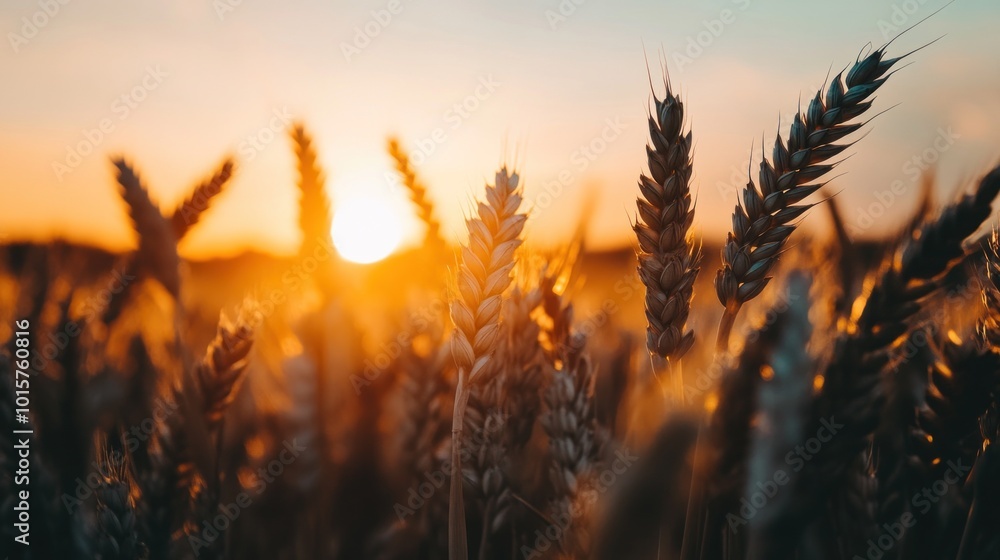 Golden Sunset Over Wheat Field Golden Sunset Over Wheat Field