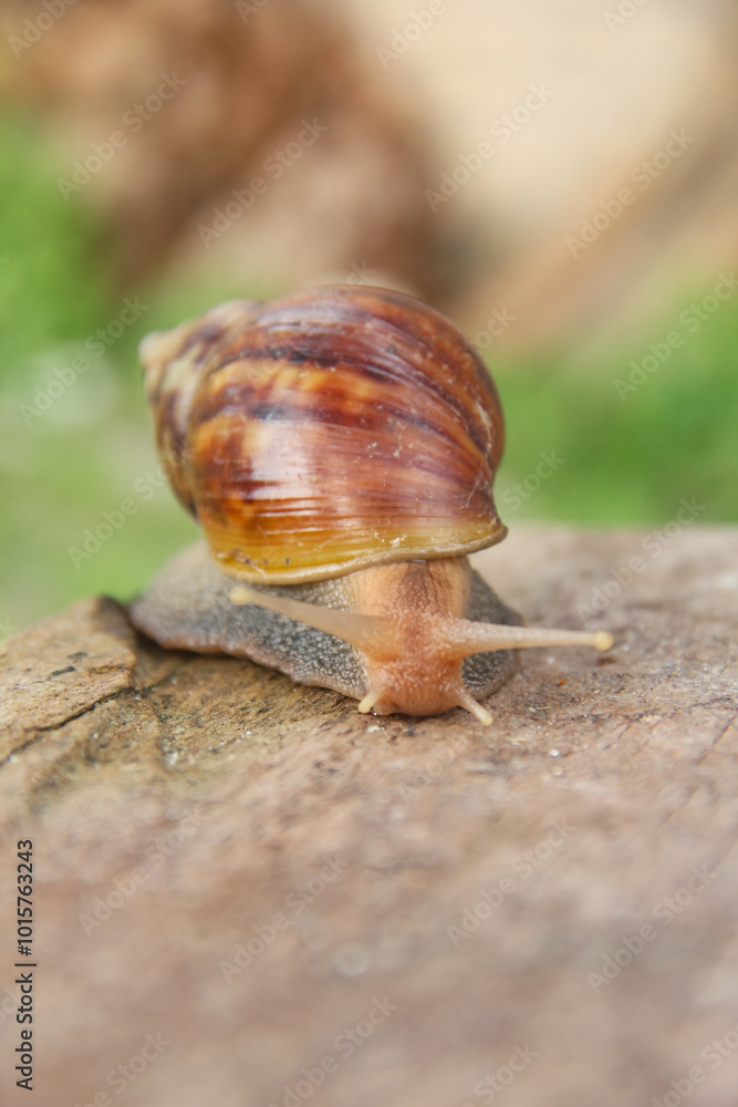 Lissachatina Fulica or land snail belonging to the Achatinidae family. Lissachatina fulica is a species of land snail originating from East Africa Lissachatina Fulica or land snail belonging to the Achatinidae family. Lissachatina fulica is a species of land snail originating from East Africa