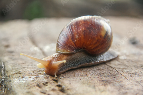 Lissachatina Fulica or land snail belonging to the Achatinidae family. Lissachatina fulica is a species of land snail originating from East Africa photo