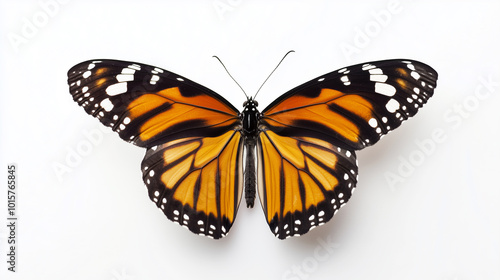 a magnificent monarch butterfly with its iconic orange and black wings, elegantly displayed against a pure white background. 