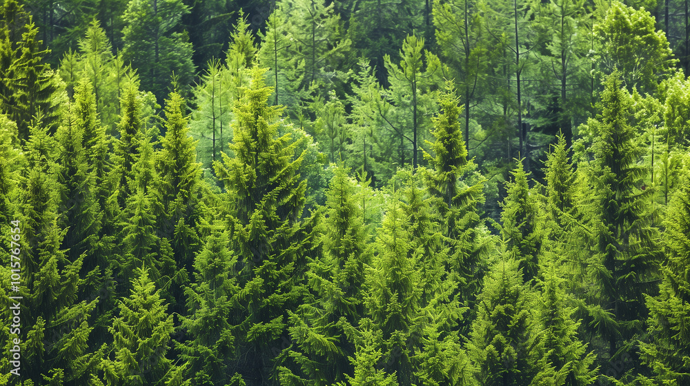 Lush green trees in a forest composed of old spruce, fir, and pine, showcasing a healthy and vibrant ecosystem.
Lush green trees in a forest composed of old spruce, fir, and pine, showcasing a healthy and vibrant ecosystem.