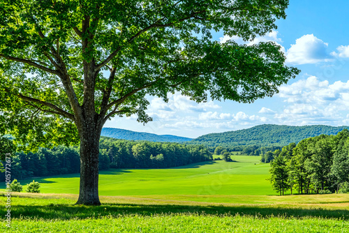 Bright sunlight streams through the trees, illuminating a lush green summer meadow and capturing the warmth