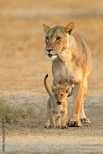 Photography A lioness with small cub (Panthera leo) in early morning light, Kalahari desert, South Africa