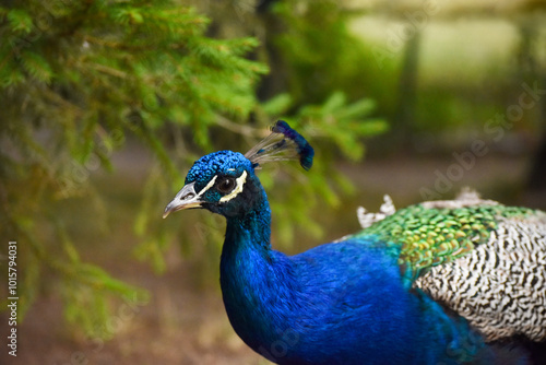 Portrait Peacock, Peafowl or Pavo cristatus, live in a forest natural park colorful spread tail-feathers gesture elegance.