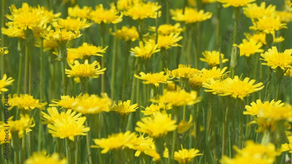 A clearing of bright yellow flowers in a green meadow. Wall Hawkweed or Hieracium murorum A clearing of bright yellow flowers in a green meadow. Wall Hawkweed or Hieracium murorum