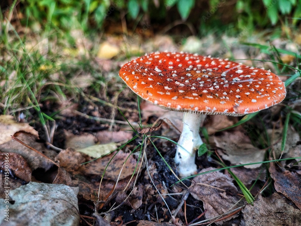 fly agaric mushroom fly agaric mushroom