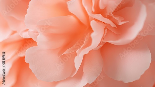 Wallpaper Mural Soft Peach Flower Petals in Natural Light Torontodigital.ca