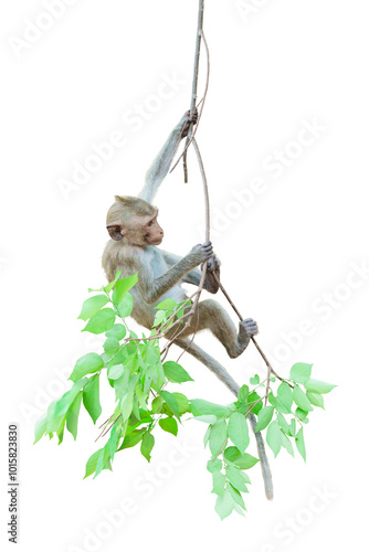 Photography Macaca or baby monkey is dangling and swing, looking like Tarzan on a branch