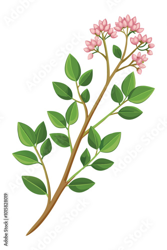 Sedum Branch with Beautiful Flowers on a Bright White Background Perfect for Botanical and Floral Art