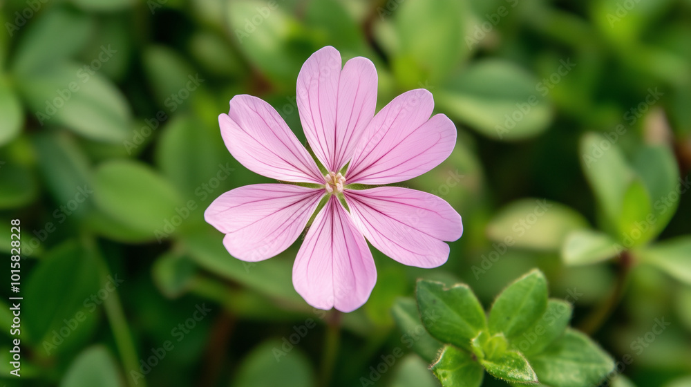 Close-Up of Beautiful Soft Pink Flower Amidst Green Foliage
Close-Up of Beautiful Soft Pink Flower Amidst Green Foliage