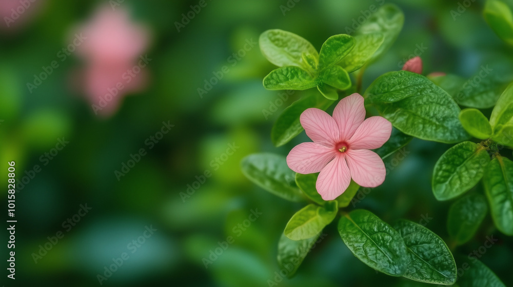 Close-Up of Beautiful Soft Pink Flower Amidst Green Foliage
Close-Up of Beautiful Soft Pink Flower Amidst Green Foliage