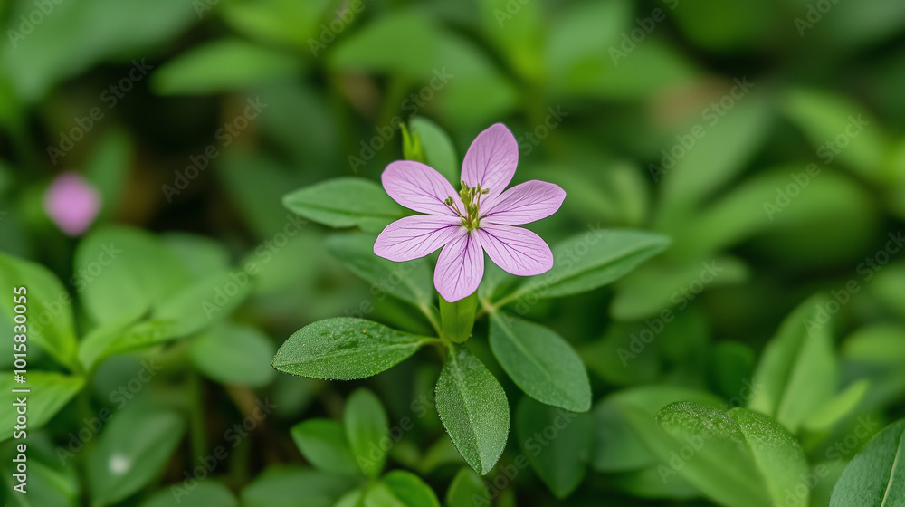 Close-Up of Beautiful Soft Pink Flower Amidst Green Foliage
Close-Up of Beautiful Soft Pink Flower Amidst Green Foliage