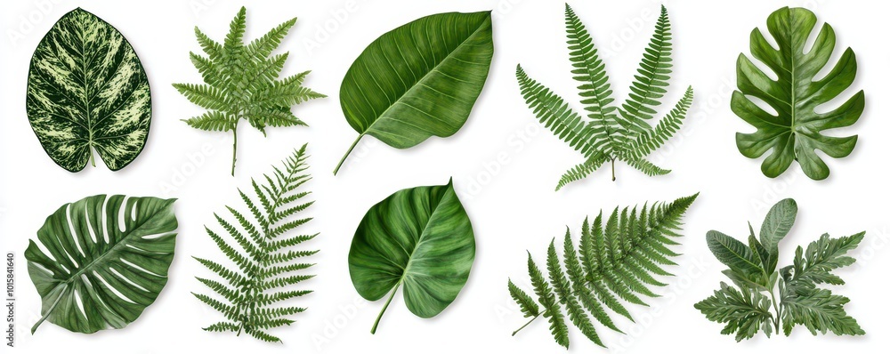 A set of green monstera leaves and ferns, isolated on a white background. A set of green monstera leaves and ferns, isolated on a white background.