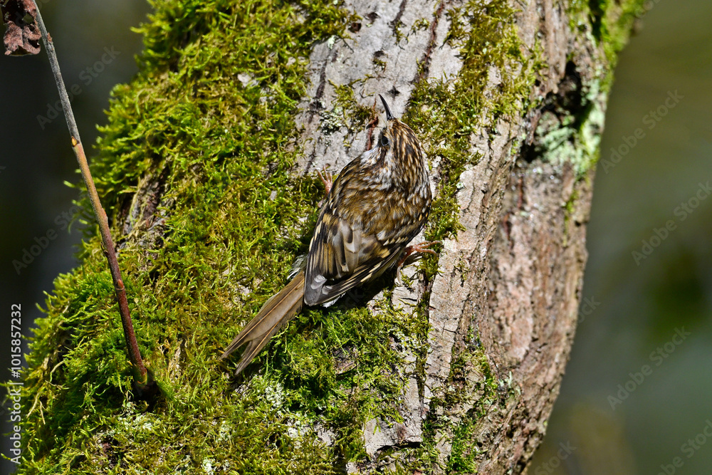 Waldbaumläufer // Common treecreeper (Certhia familiaris) Waldbaumläufer // Common treecreeper (Certhia familiaris)
