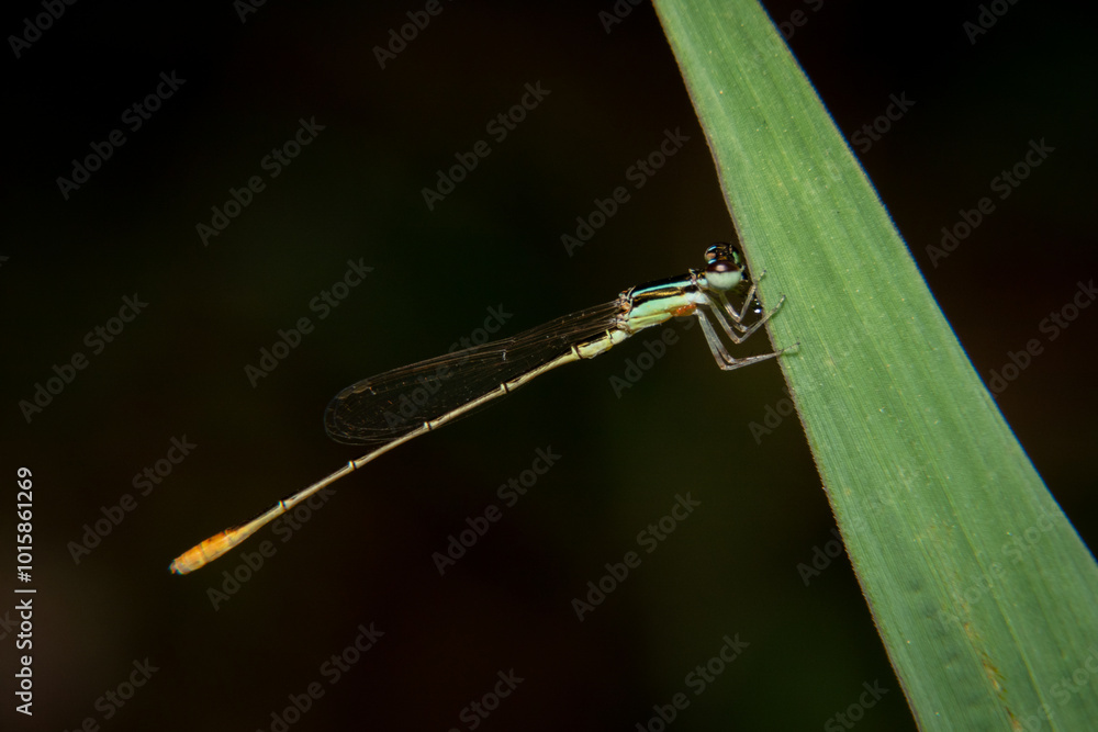 Agriocnemis on a blade of grass Agriocnemis on a blade of grass