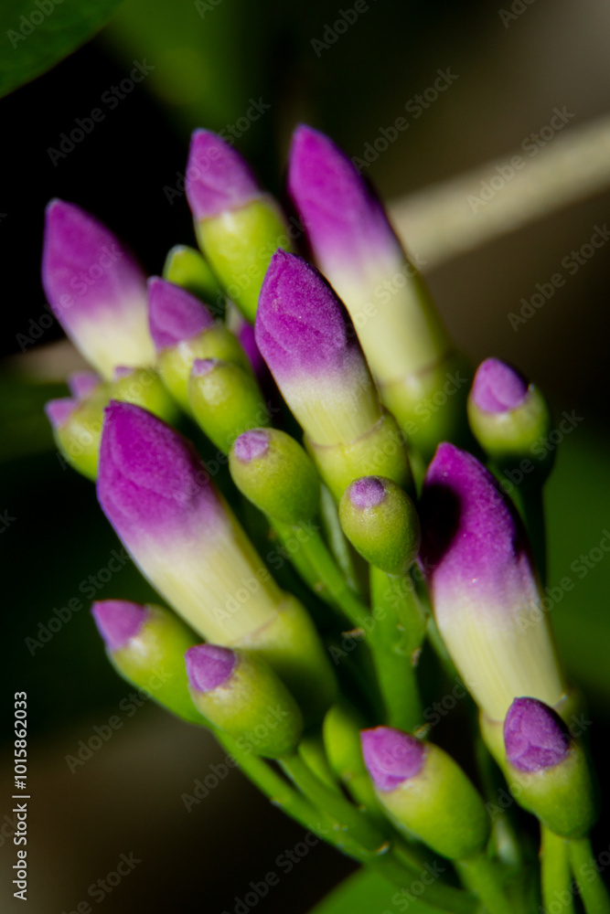 Obraz premium close up of a pink and yellow flower