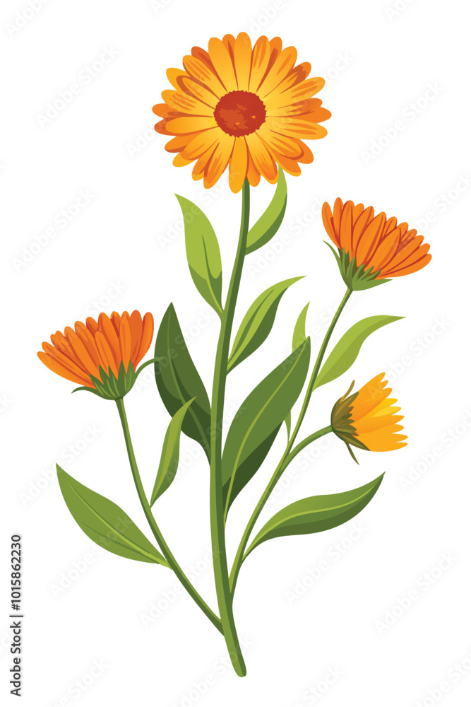 Calendula Branch With Flowers On White Background Beautiful Botanical Illustration Calendula Branch With Flowers On White Background Beautiful Botanical Illustration