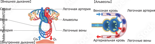 ガス交換　肺　心臓　呼吸　イラスト　ロシア語