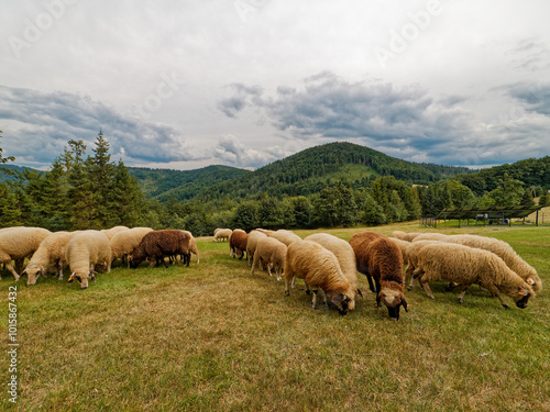 A flock of sheep graze peacefully in a field with the stunning backdrop of the polish Beskid Żywiecki Mountains, a clearing on Przegibek lush green grass and clear blue sky create a serene atmosphere.