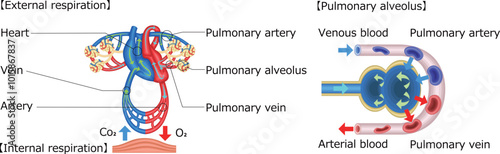 ガス交換　肺　心臓　呼吸　イラスト　英語