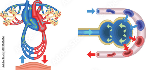 ガス交換　肺　心臓　呼吸　イラスト