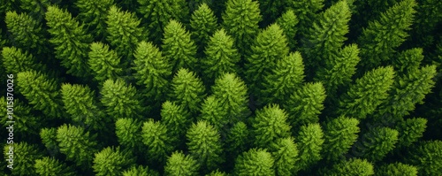 Close-up of lush green pine tree foliage, natural texture, bright and vibrant.