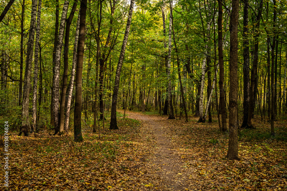 Path in autumn forest. Scenic view of bright orange and green trees. Road in the forest park. Beautiful forest alley landscape.