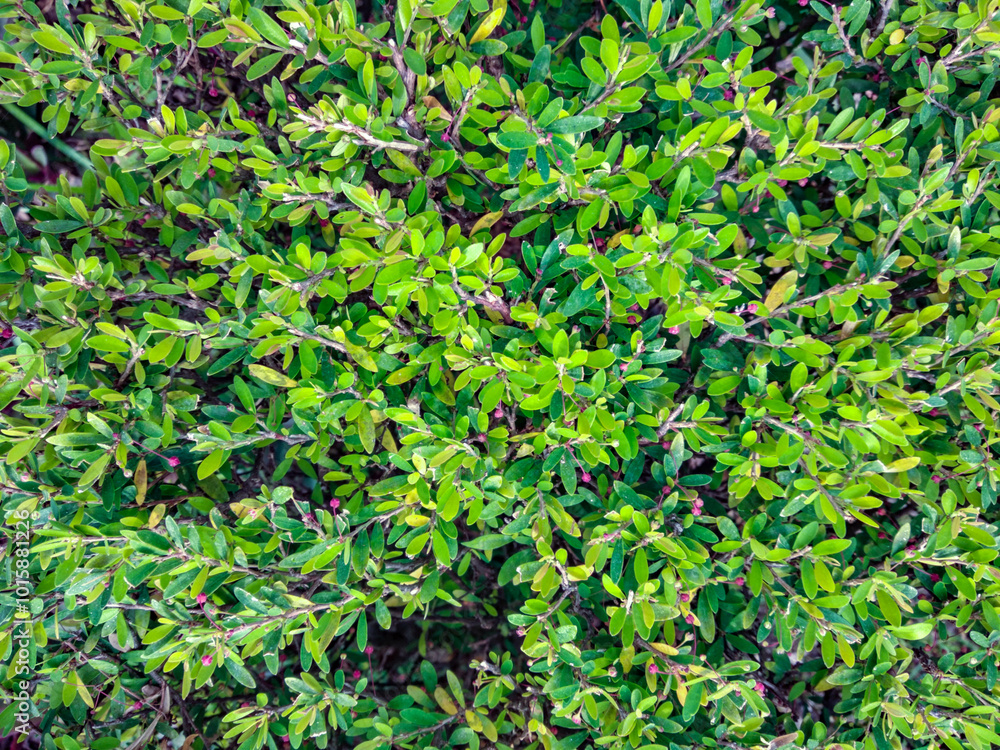 green leaf background. nature background. top view. copy space. green leaf background. nature background. top view. copy space.