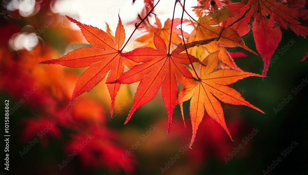 Vibrant Red Maple Leaves: A Symbol of Autumn's Arrival Vibrant Red Maple Leaves: A Symbol of Autumn's Arrival